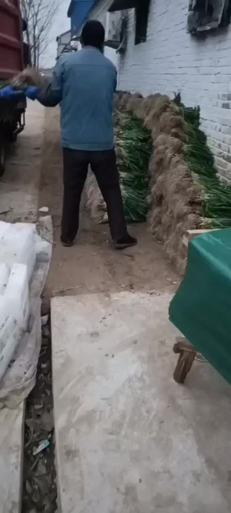 蒜苗精品徐州蒜苗，量大质优