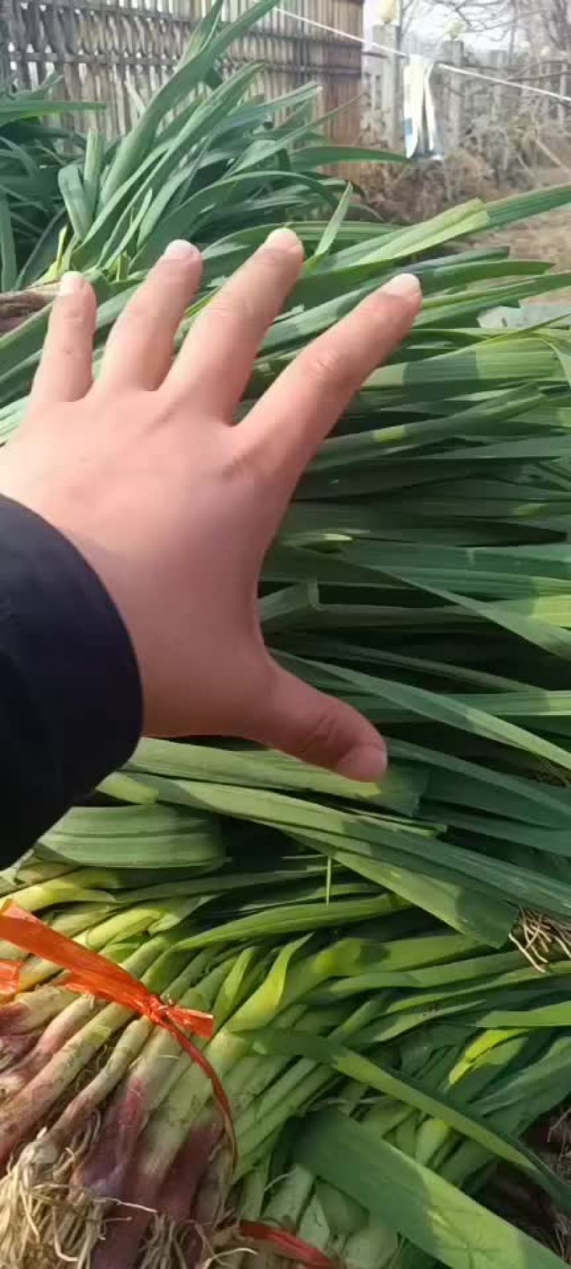 蒜苗精品徐州蒜苗，量大质优