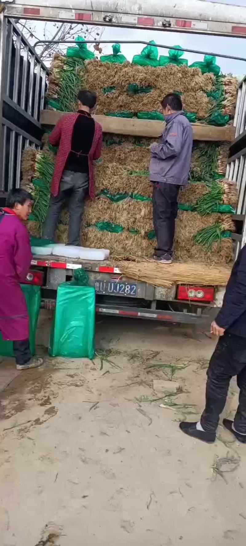 蒜苗精品徐州蒜苗，量大质优