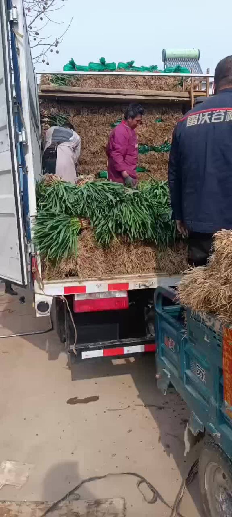 蒜苗精品徐州蒜苗，量大质优
