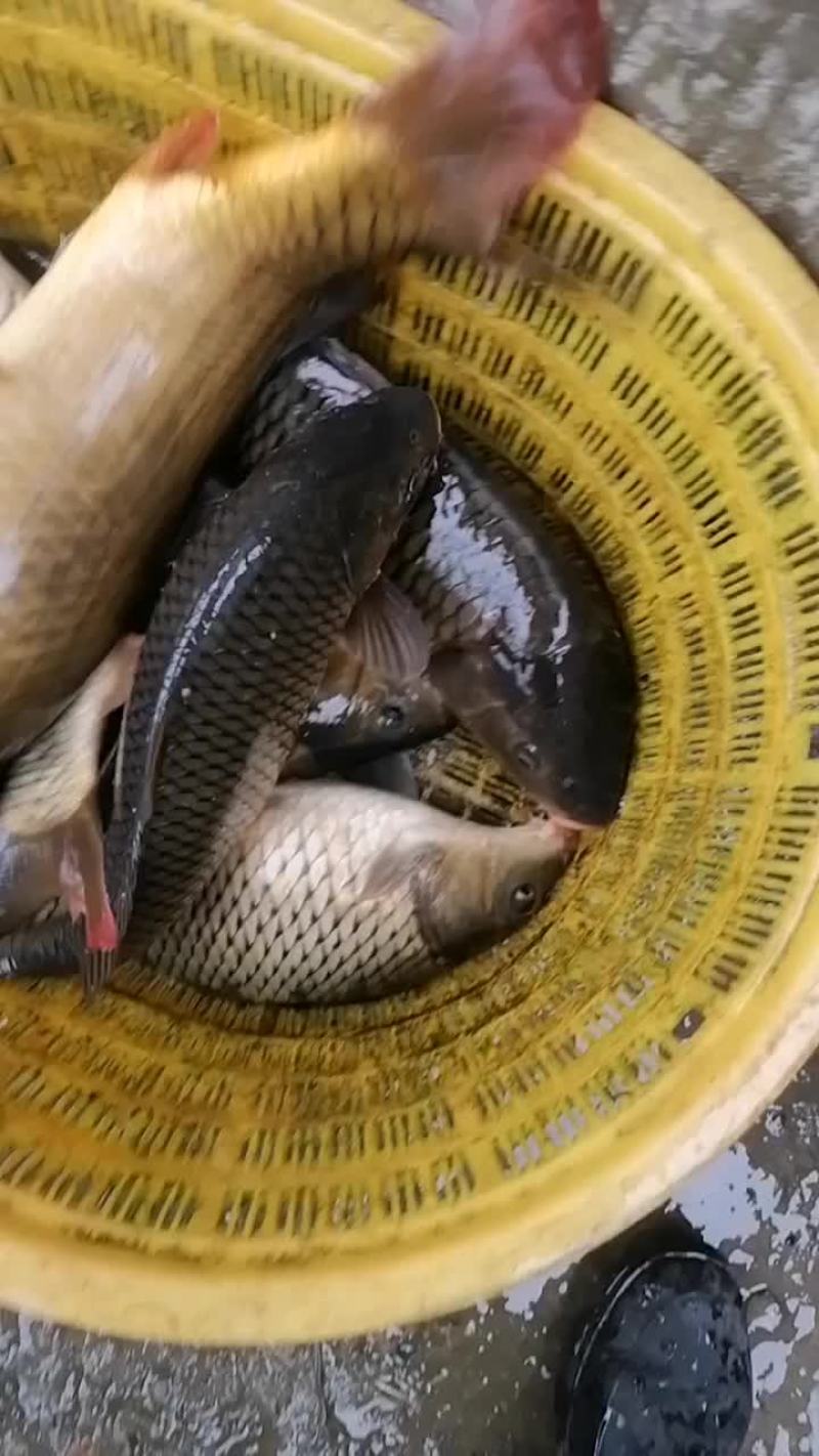 纯生态鲤鱼上市啦