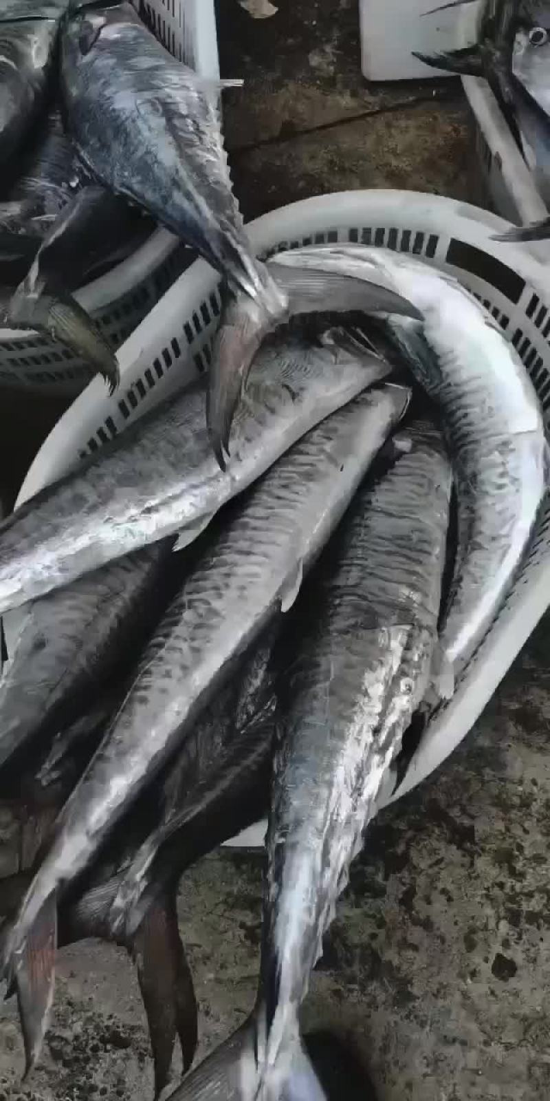 马鲛鱼