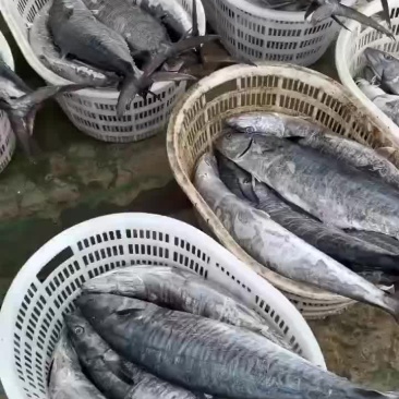 马鲛鱼
