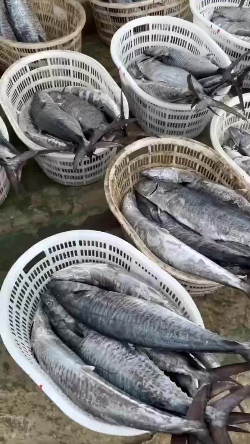 马鲛鱼