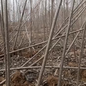 107速生杨树苗大量有货