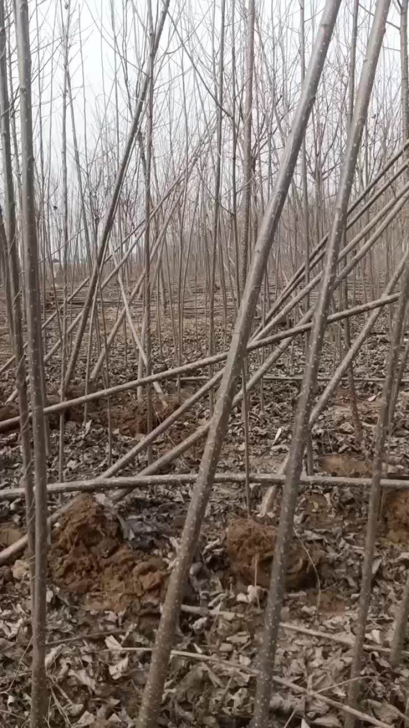 107速生杨树苗大量有货