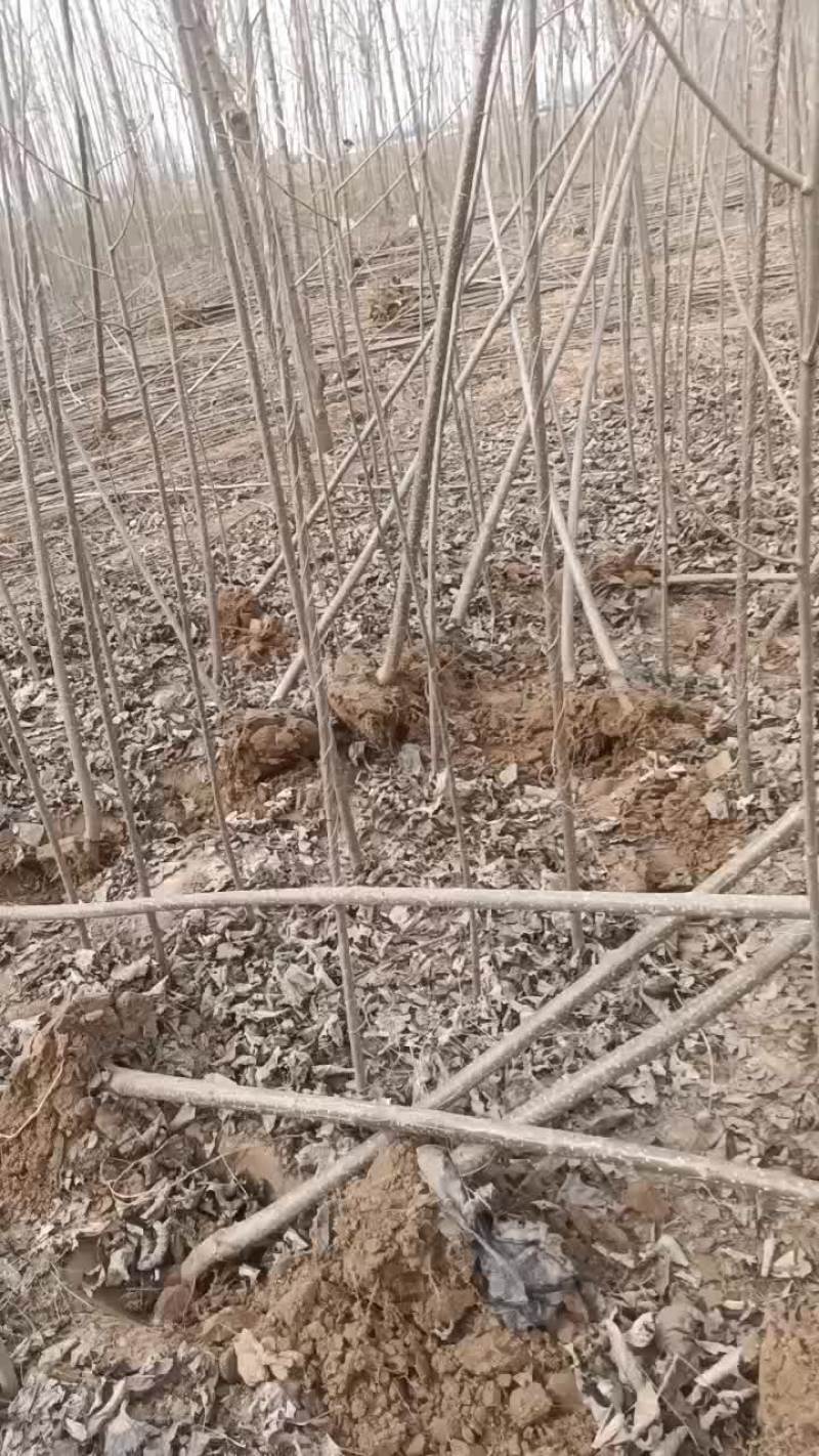 107速生杨树苗大量有货