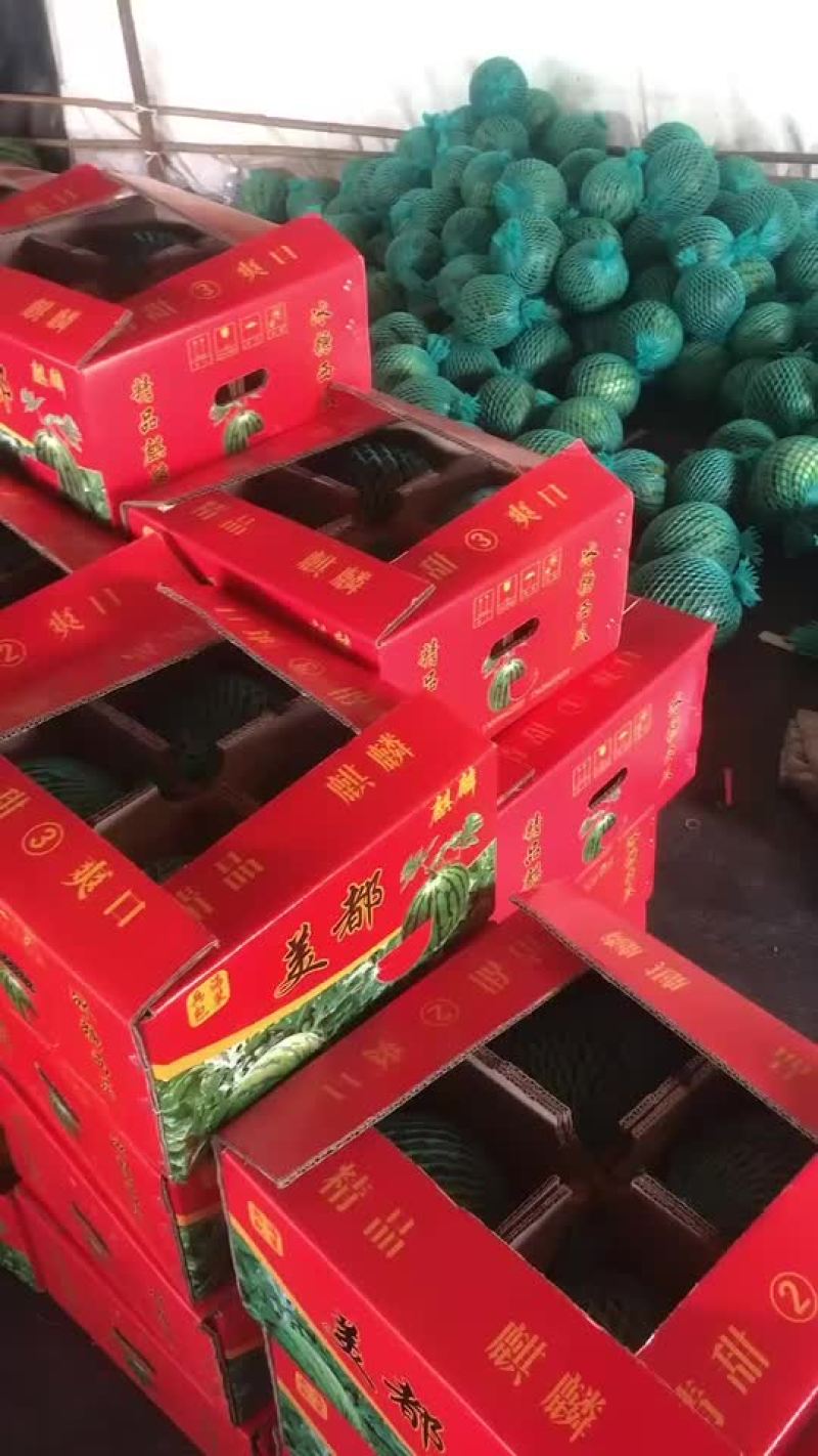 云南美嘟西瓜头茬大量供应皮薄瓢红包熟包甜货源充足