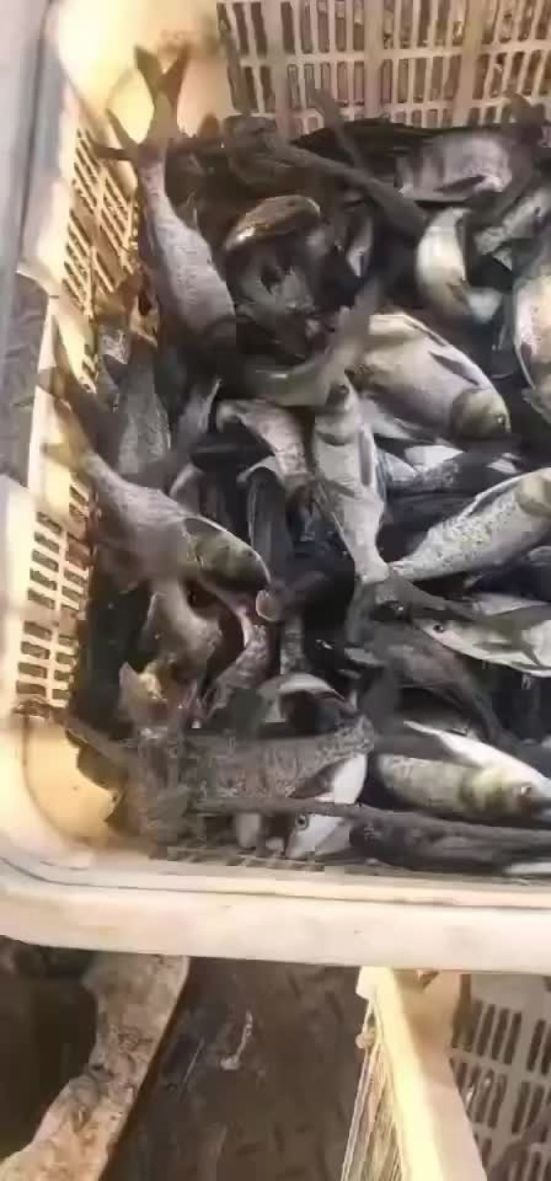花鲢苗