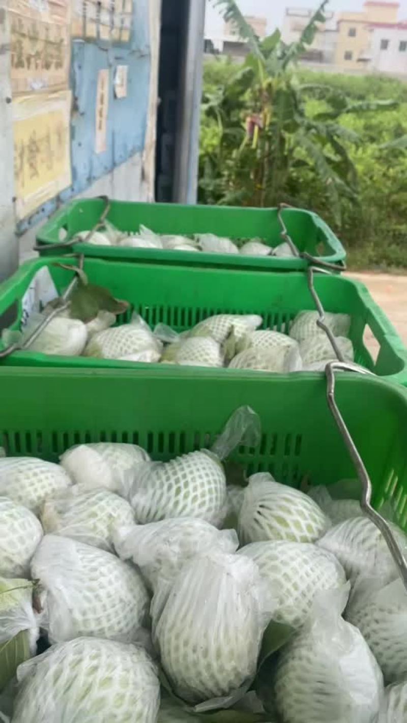 珍珠芭乐