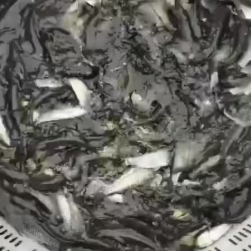 草鱼苗