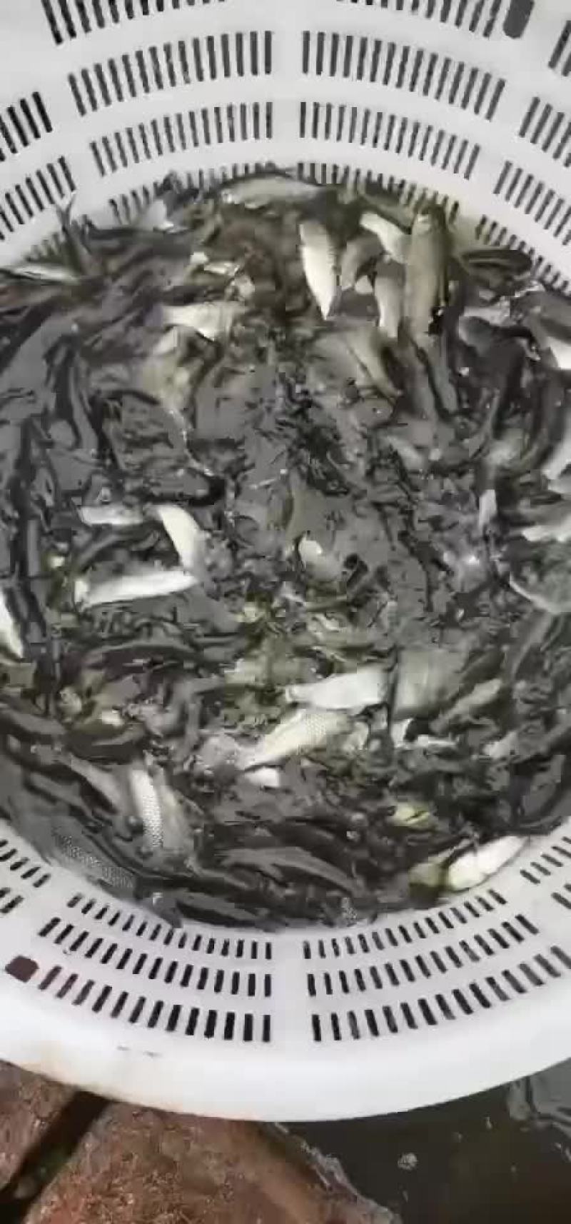 草鱼苗