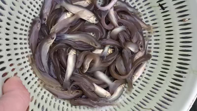 草鱼苗