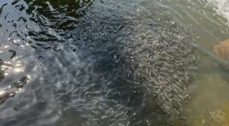 草鱼苗