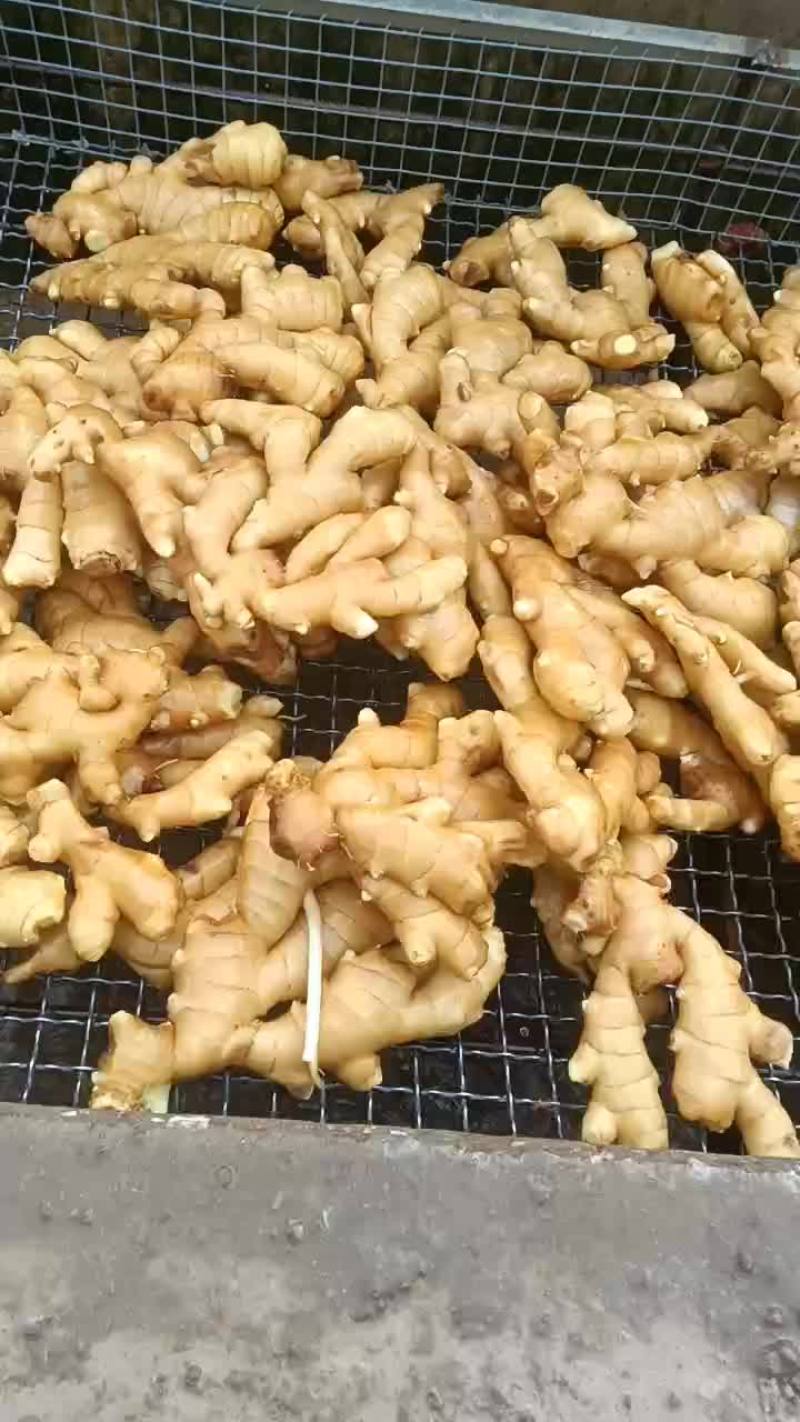 大黄姜