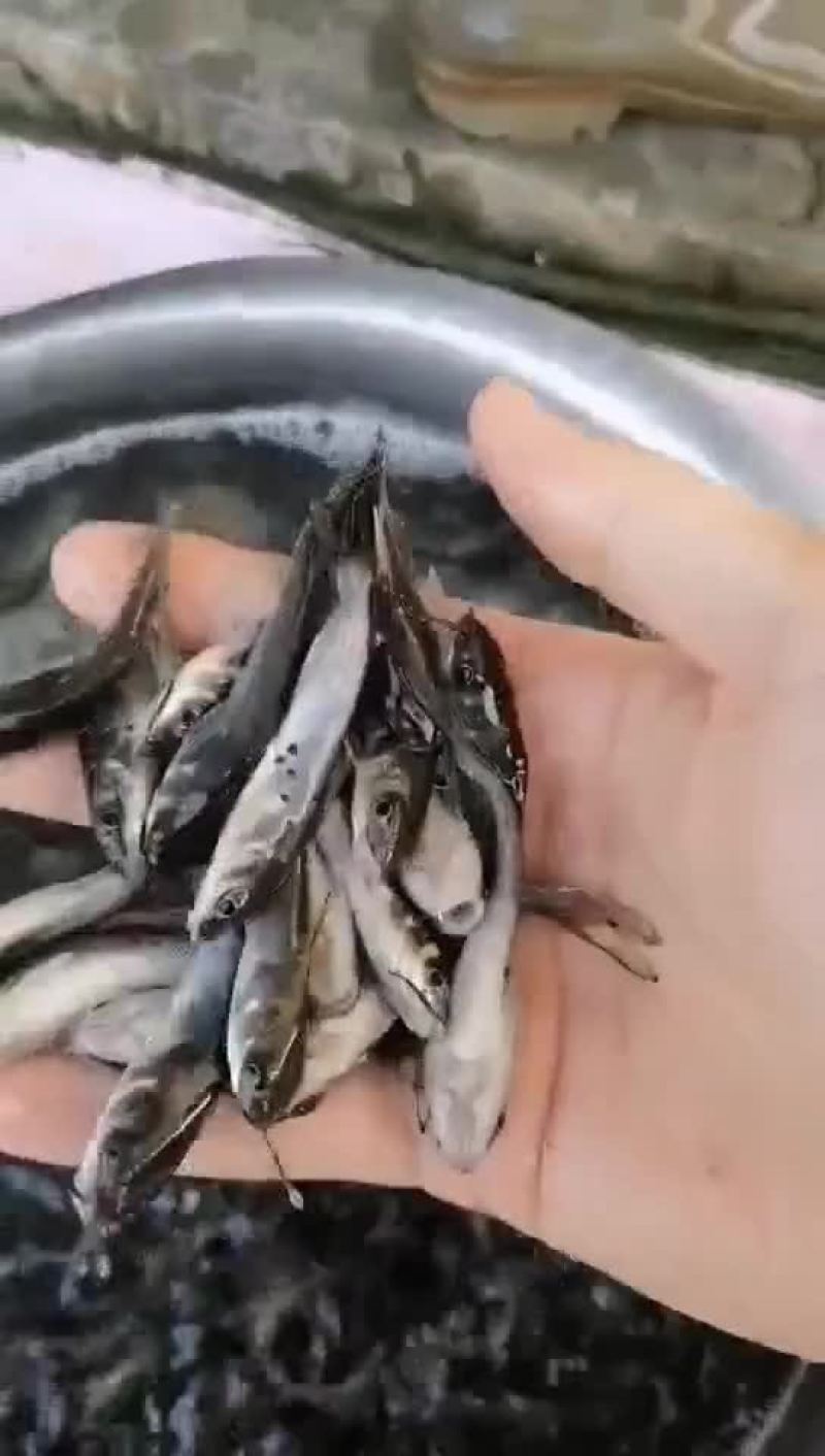 班点叉尾鮰鱼苗，广东鱼苗批发，产地直销，