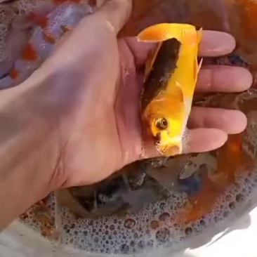 锦鲤苗观赏鱼苗