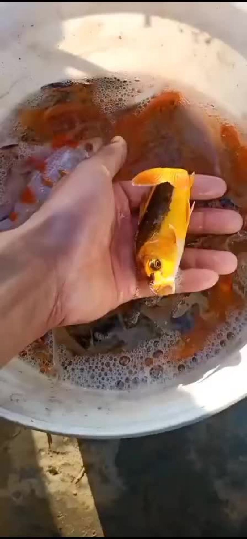 锦鲤苗观赏鱼苗