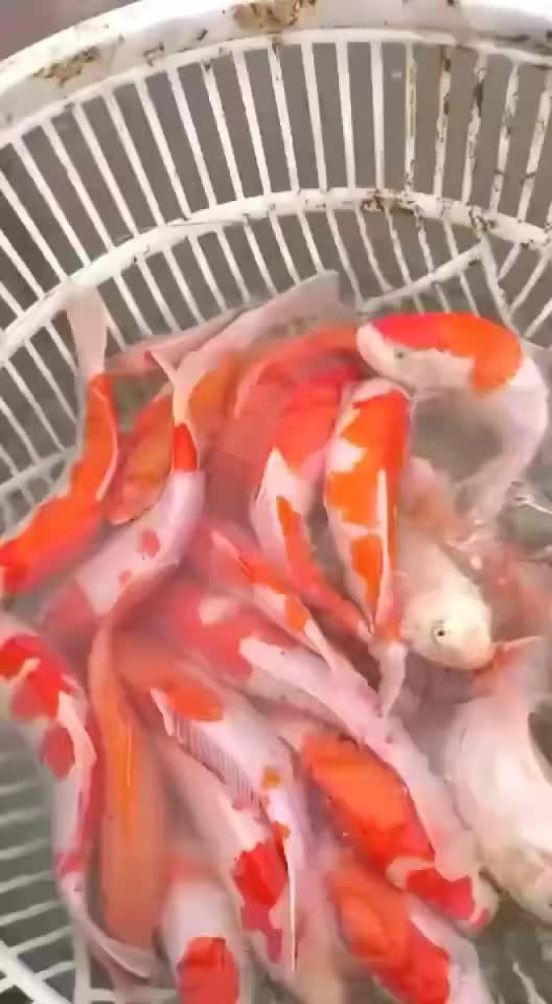 锦鲤苗观赏鱼苗