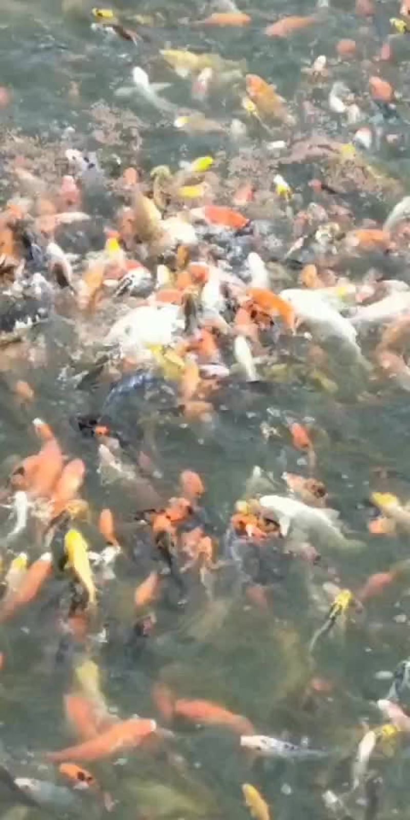 锦鲤苗观赏鱼苗