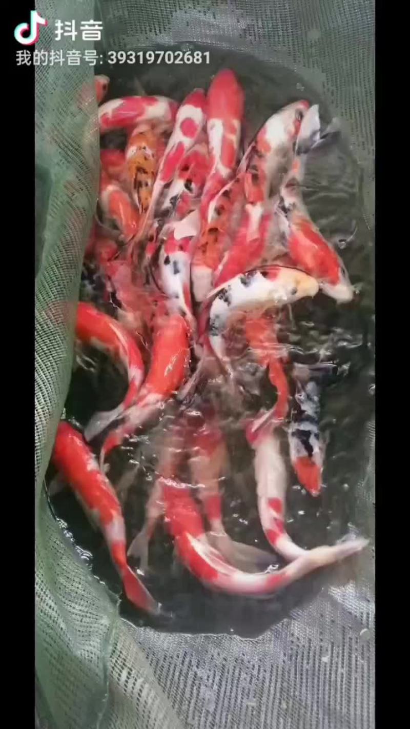 锦鲤苗观赏鱼苗