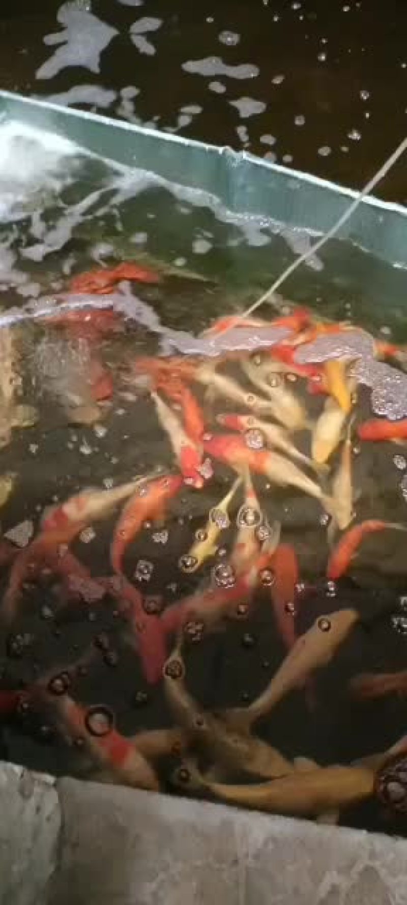 锦鲤苗观赏鱼苗