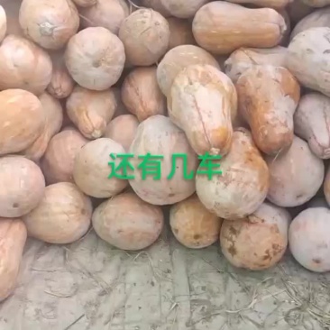 QQ南瓜有几十万斤，储存南瓜，