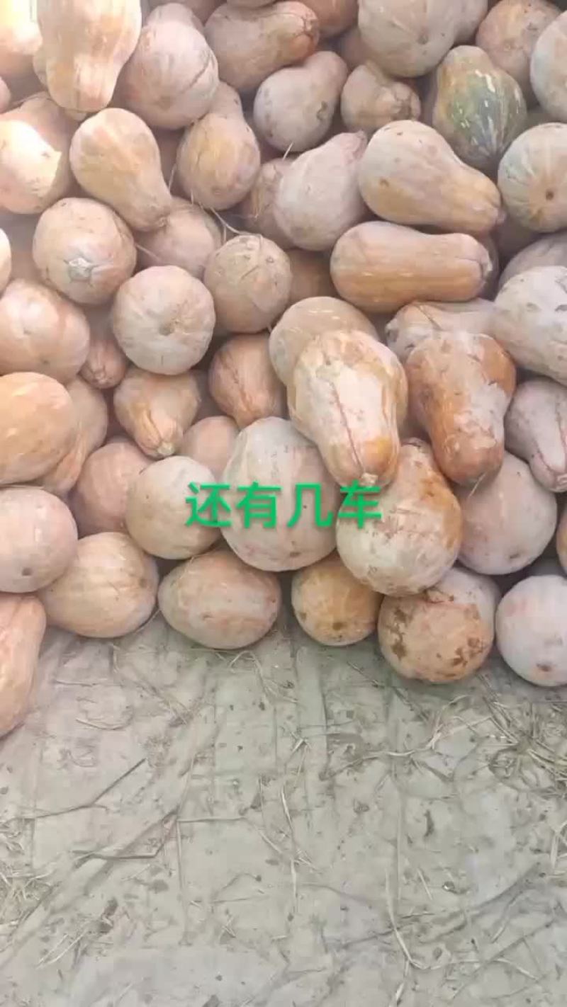 QQ南瓜有几十万斤，储存南瓜，