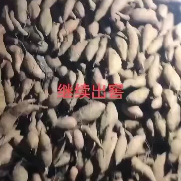 大量供应精品济薯26