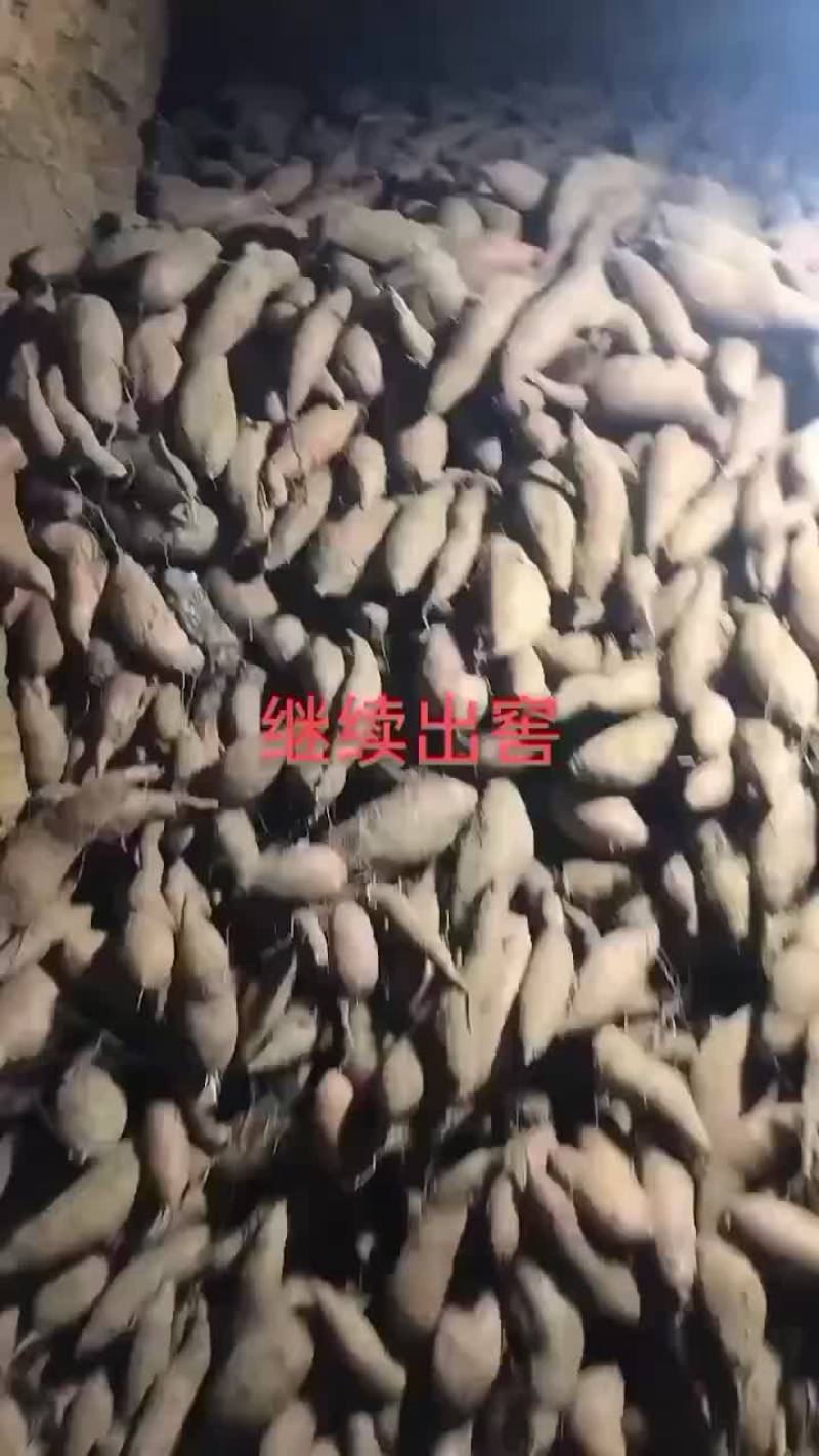 大量供应精品济薯26