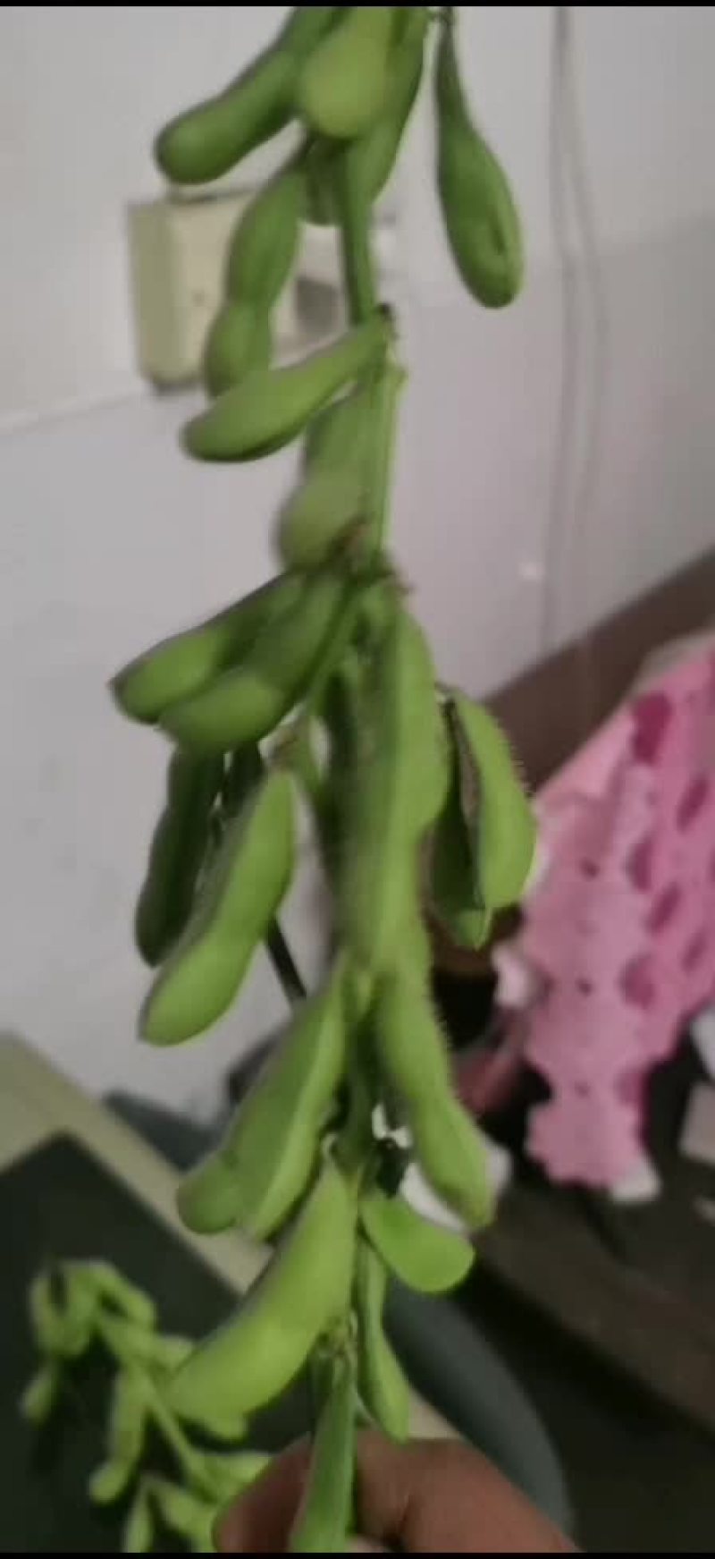 毛豆