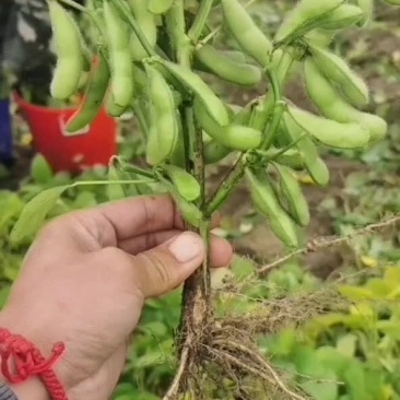 毛豆