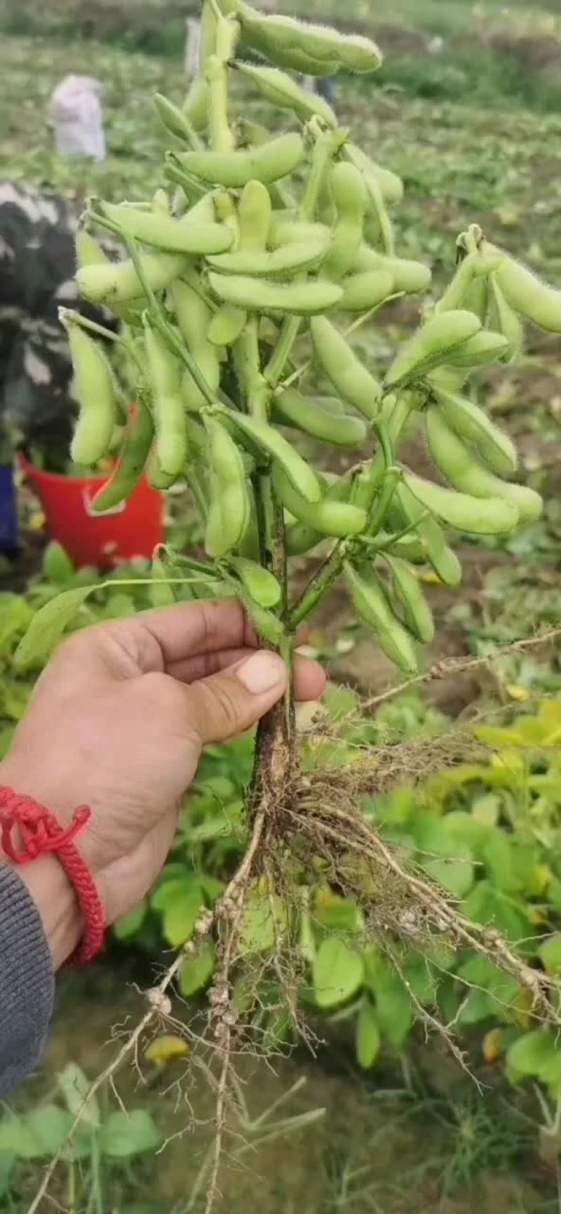毛豆
