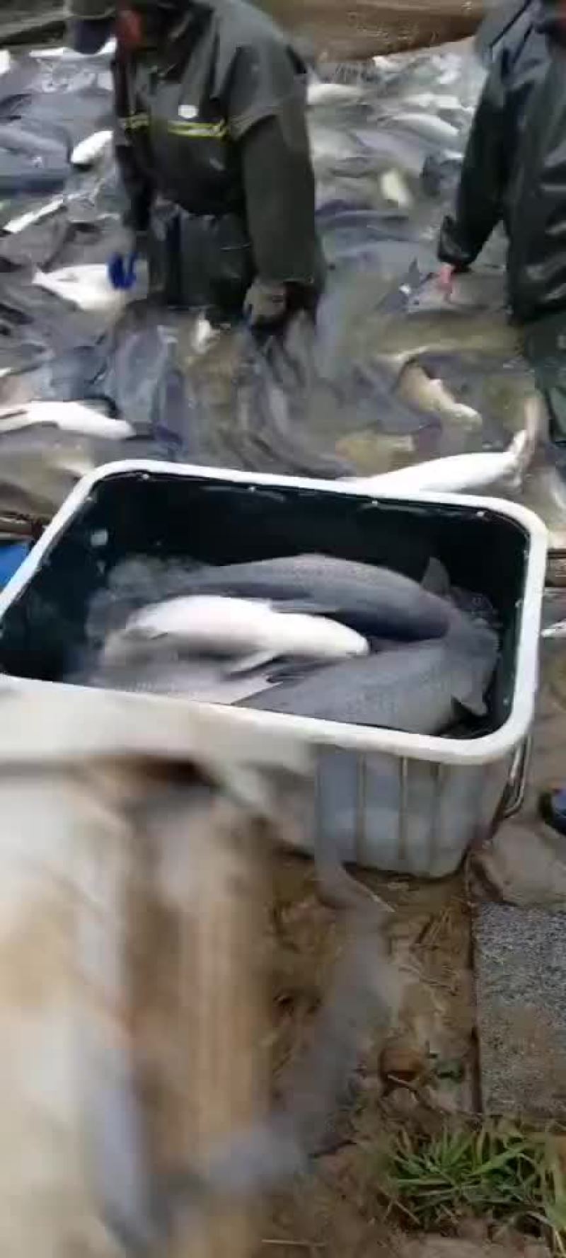 青鱼可以下塘