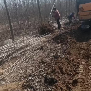 107速生杨树苗