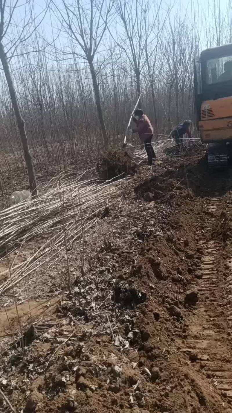 107速生杨树苗