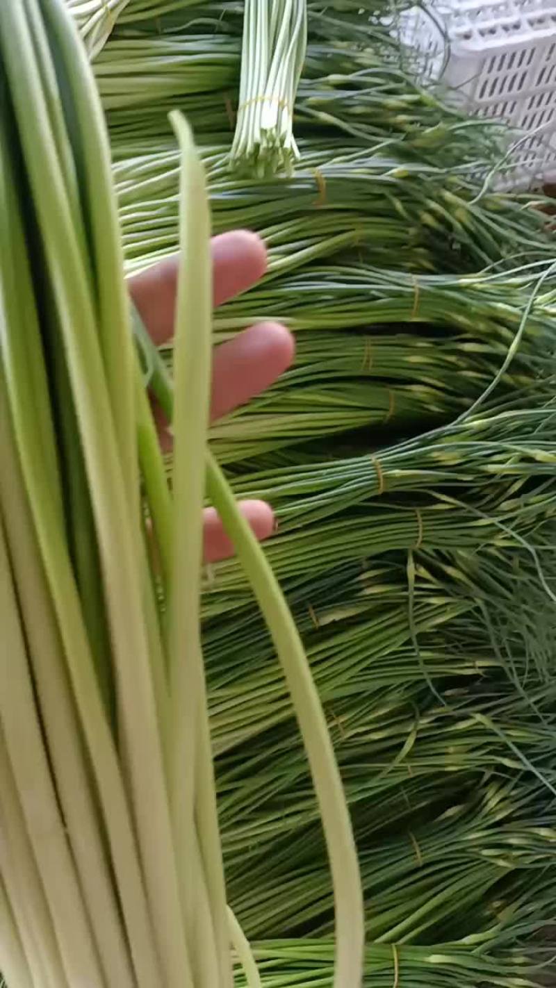 精品大白帽