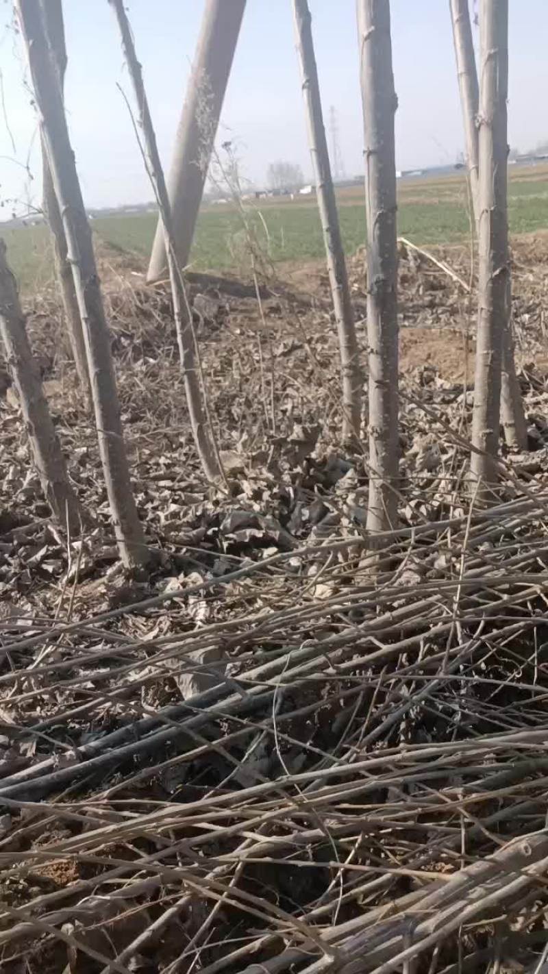 杨树苗大量有货需要的联系