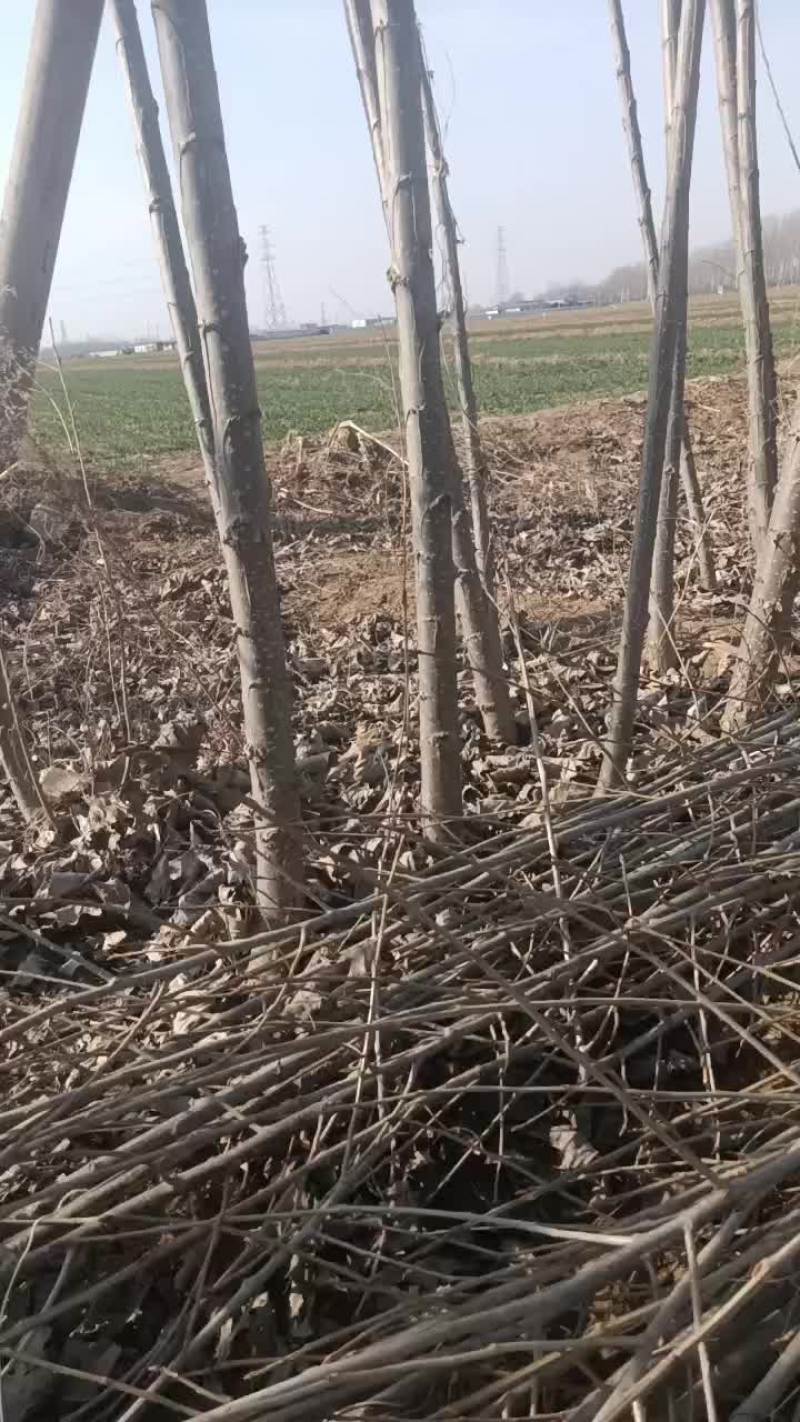 杨树苗大量有货需要的联系