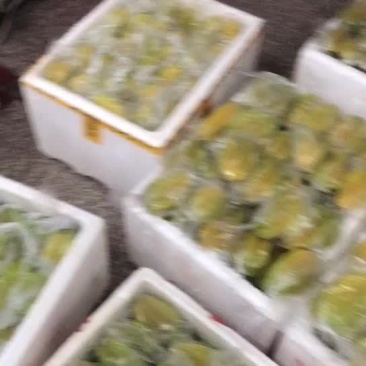 杨桃