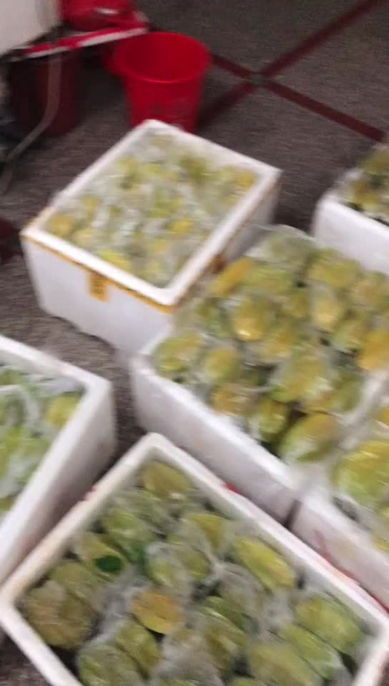 杨桃