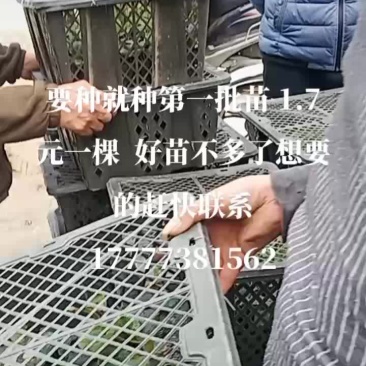 有优质罗汉果苗卖