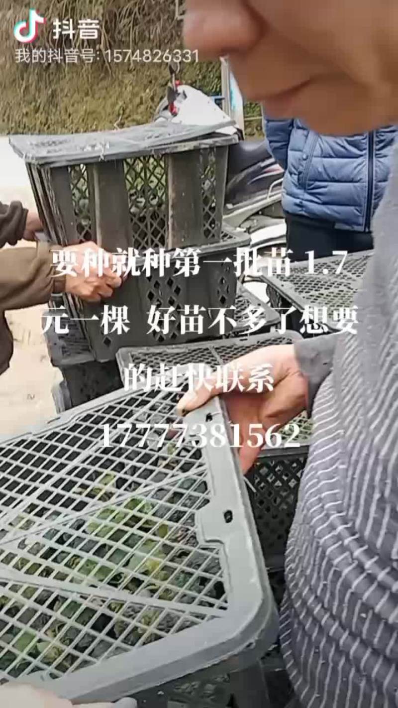 有优质罗汉果苗卖