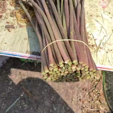 大量收购蕨菜