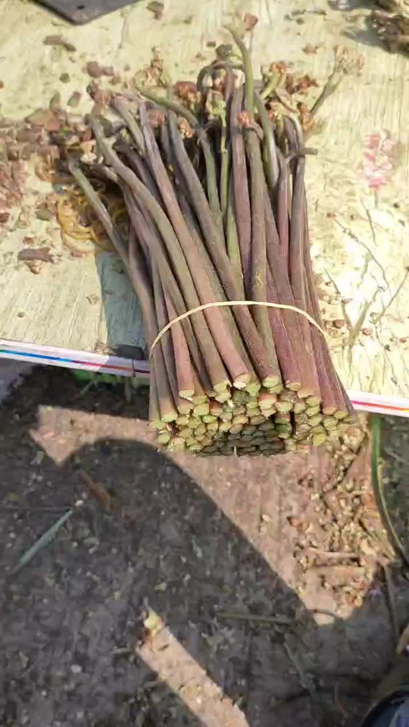 大量收购蕨菜