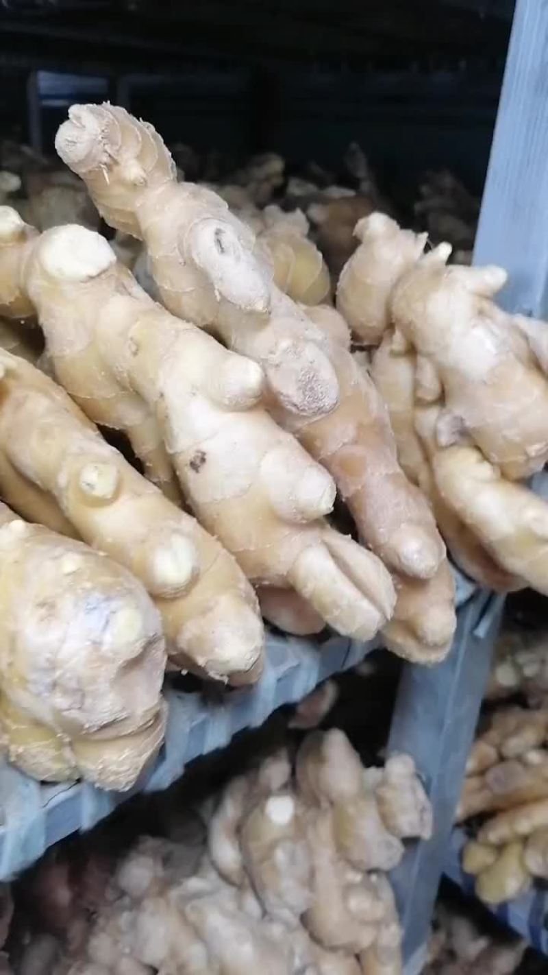 生姜