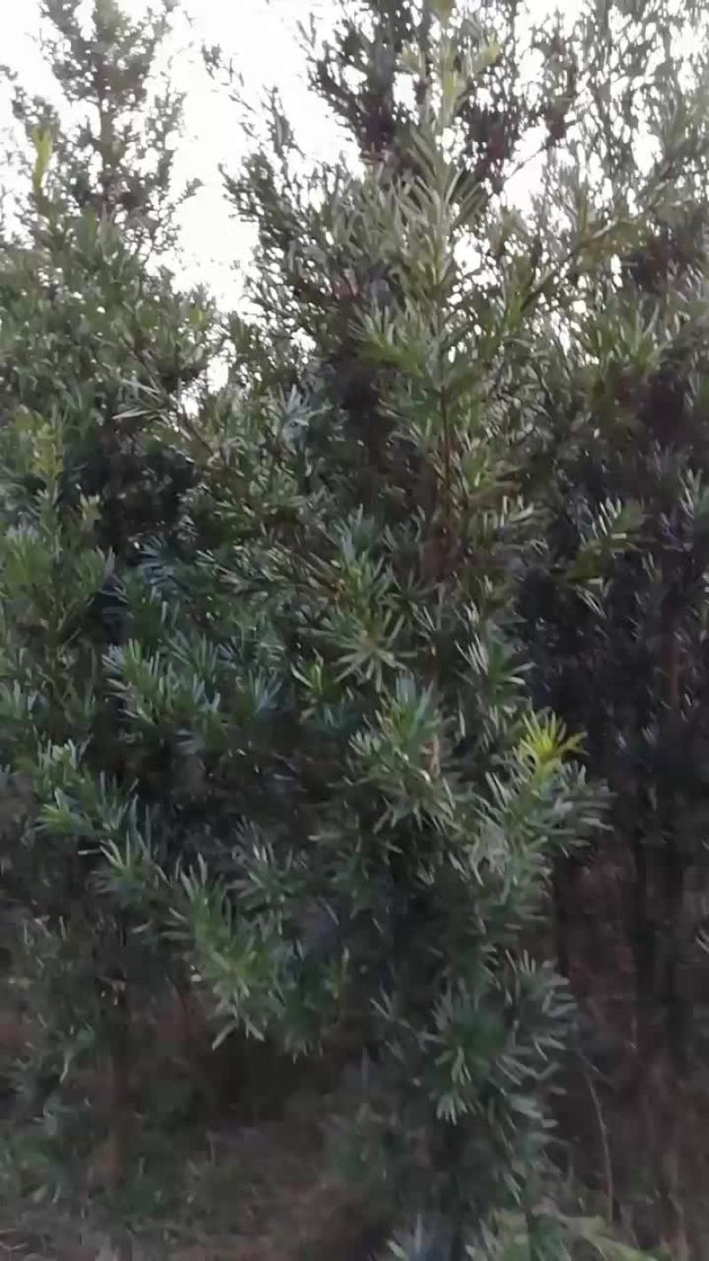 几百条罗汉松直经5至10厘米