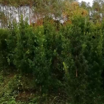 几百条罗汉松直经5至10厘米