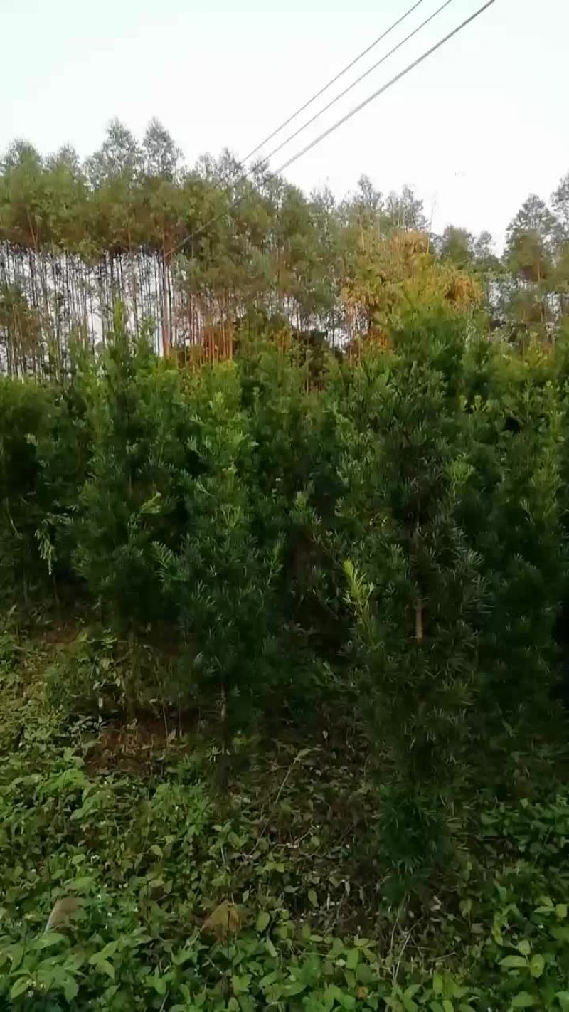 几百条罗汉松直经5至10厘米