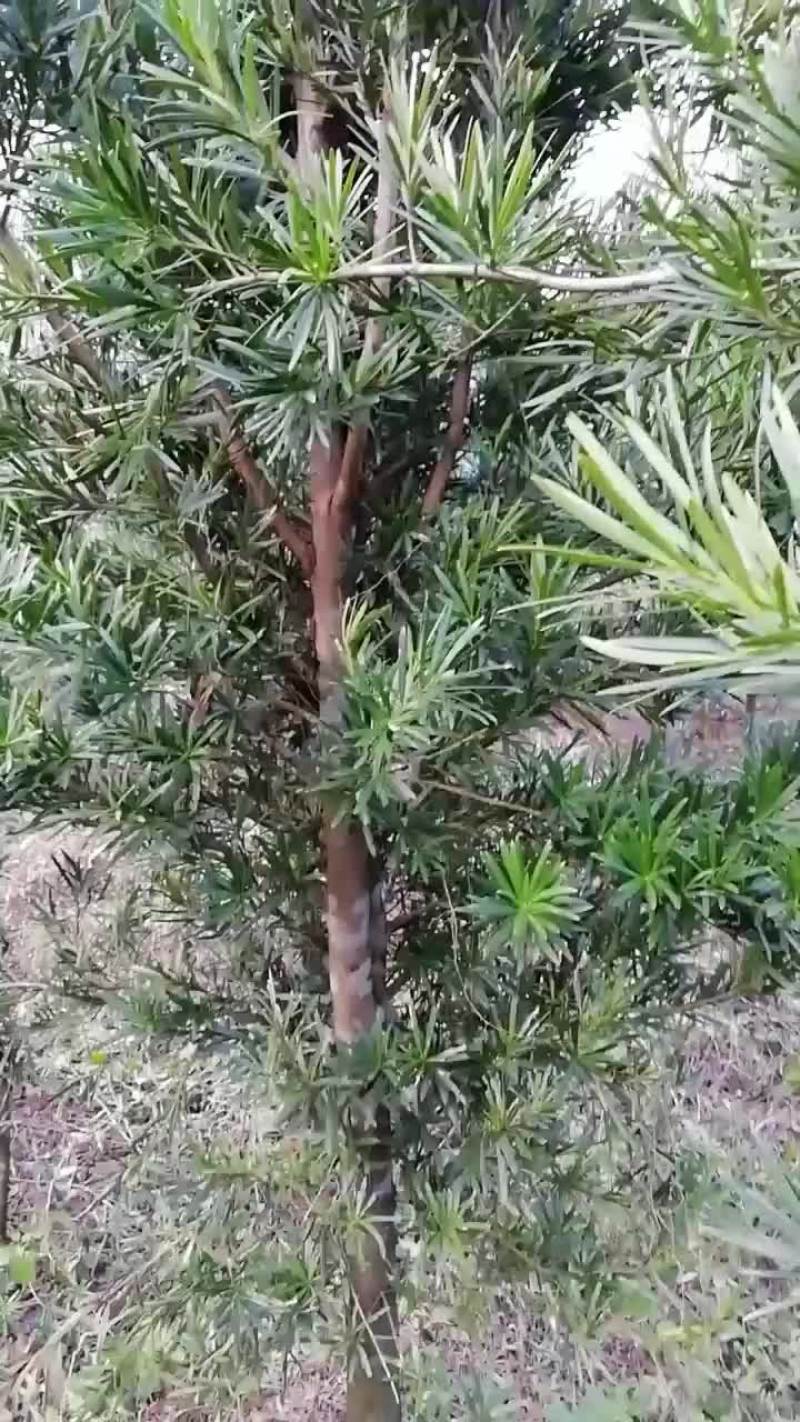 几百条罗汉松直经5至10厘米